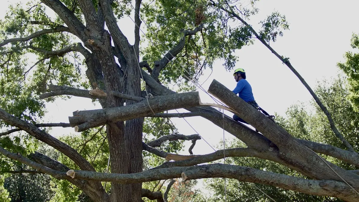 Professional Hazardous Tree Removal performed by certified arborists in Trimble