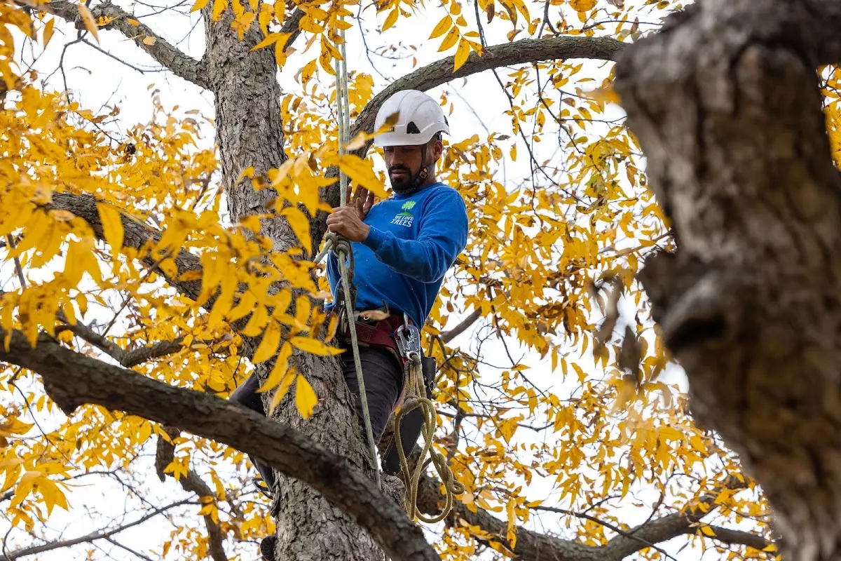 Skilled Storm Damage Cleanup crew working in Trimble